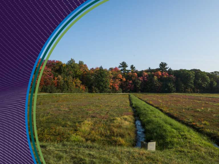 Agricultural field with crops and trees under clear blue sky in Canada.
