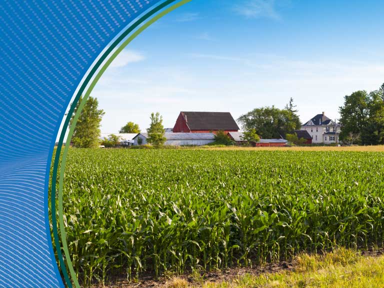 Cornfield on a farm with barns and houses in the background, under a clear blue sky.