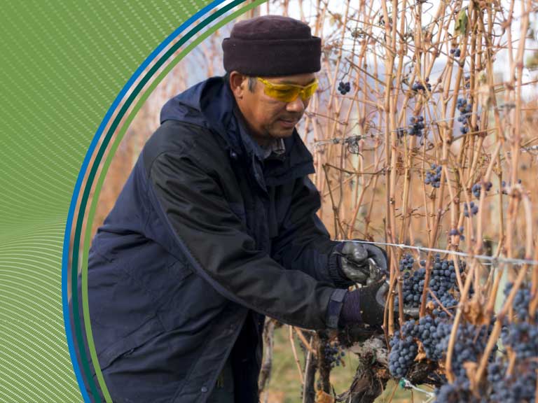 Grape harvest worker inspecting ripe grapes in a vineyard during fall.